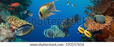 Coral and fish in the Red Sea.Egypt