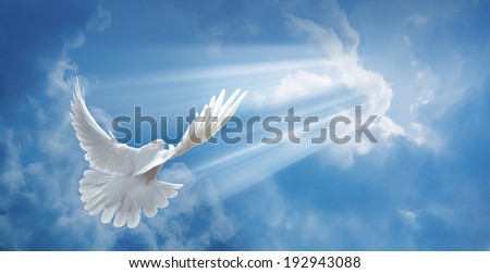 Dove in the air with wings wide open in-front of the sun Dove in the air with wings wide open in-front of the sun