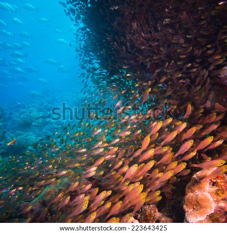 Shoal or school of tropical fish swimming underwater over a rocky offshore coral reef schooling to confuse predators, square format
