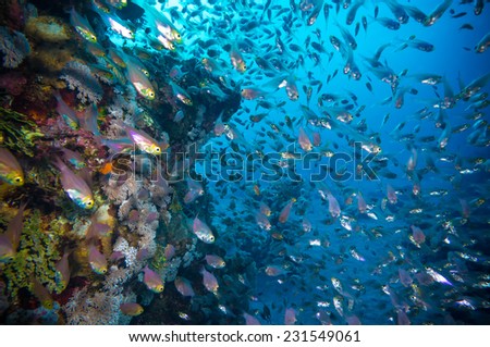 a bunch of glass-fish, met in the clear waters of Sharm el Sheikh Red Sea