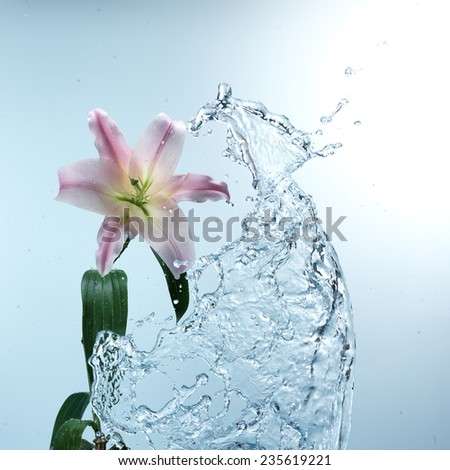 Pink day lily in cool splashing water spraying water droplets in an arc through the air on a fresh blue background