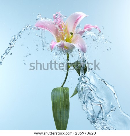 Pink day lily in cool splashing water spraying water droplets in an arc through the air on a fresh blue background