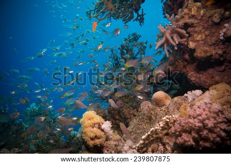 Shoal of Glassfish (Golden Sweepers) in clear blue water of the Red Sea,Egypt