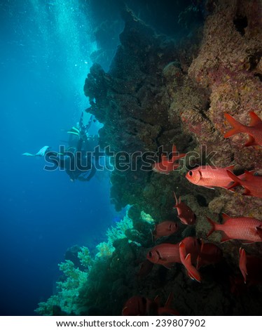 Vibrant red soft coral (Dendronephthya hemprichi) growing on a tropical coral reef with scuba diver silhouette in the background. Red Sea, Egypt.