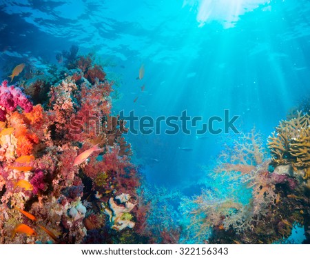 Tropical Anthias fish with net fire corals on Red Sea reef underwater