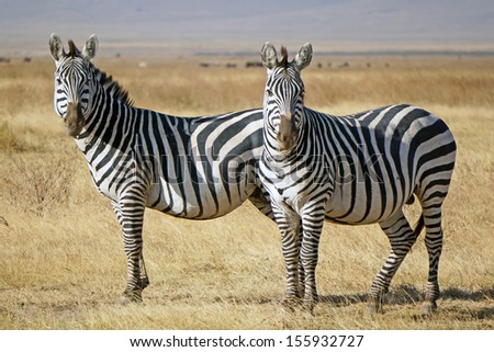 Wild zebras in Serengeti Protected Area. Tanzania
