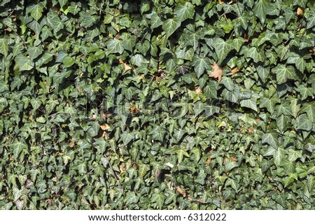 Beautiful English Ivy growning across a fence