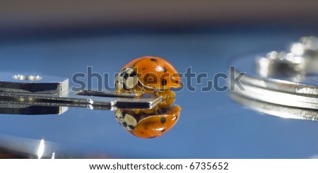 Computer Bug. Ladybird on a head of a hard disk drive.