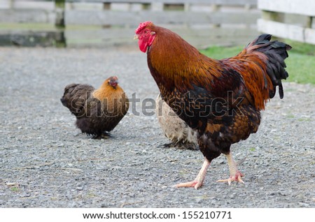 Rooster and hens on the farm