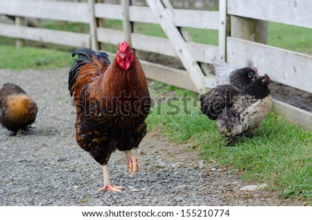 Rooster and hens on courtyard farm