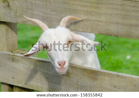A cute goat in the farm