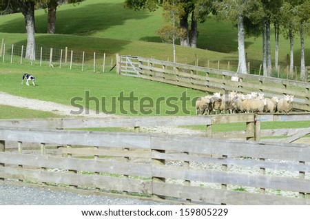 Shepherd dog and flock of sheep in the farm