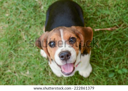 Beagle puppy sitting on green grass