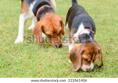 Beagle dogs sniffing in green grass