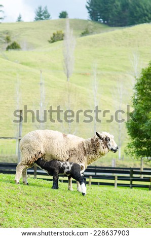 Little lamb with the mother in the farm