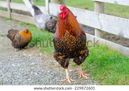 Rooster and hens in the farm