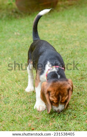 Beagle puppy dog sniffing with green grass