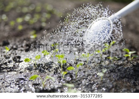 watering plants