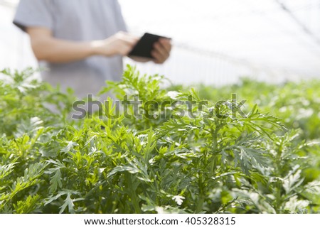 farmer using the tablet in the greenhouse