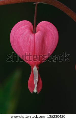 Bleeding heart flower (Dicentra spectabils)