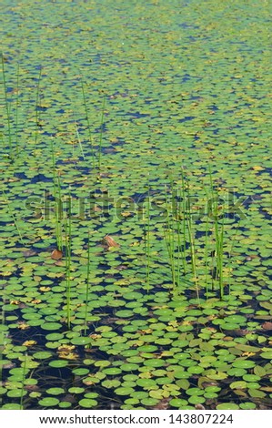 European Frog-bits floating in a pond
