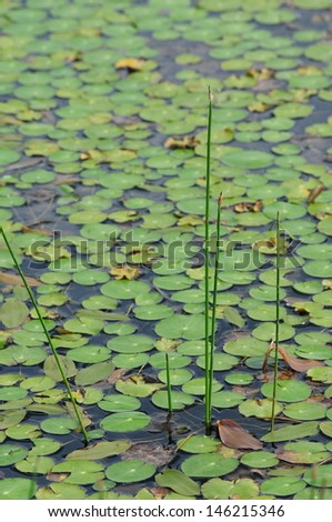 European Frog-bits floating in a pond