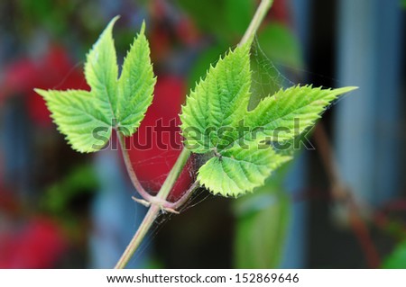 Humulus lupulus (Common hop) leaves