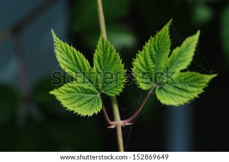 Humulus lupulus (Common hop) leaves