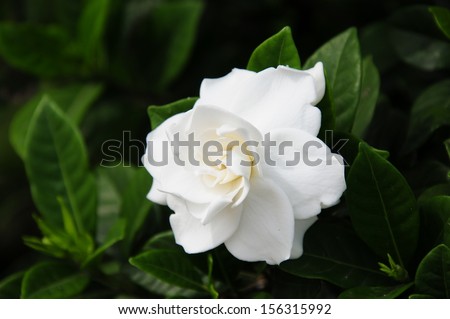 Gardenia jasminoides (Cape jasmine) foliage and flower