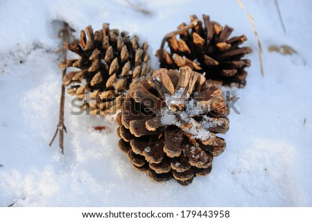 Pine cones on the snow
