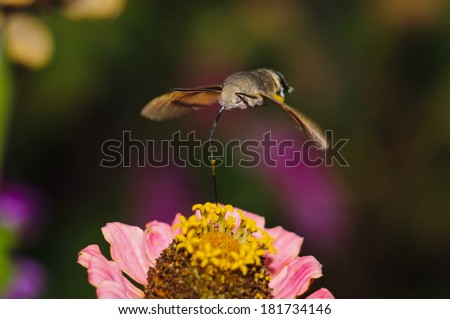 Macroglossum stellatarum (Hummingbird Hawk-moth) feeding on nectar from Zinnia elegans flower