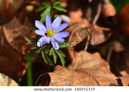 Spring flower peeping through last year\'s dried and crumpled leaves