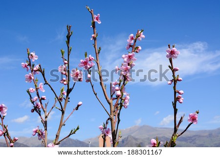Flowering peach branches over cloudy blue sky background