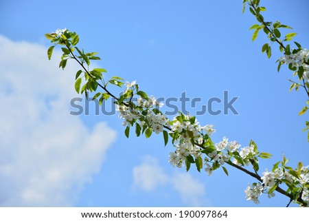 Pear blossoms against cloudy blue sky