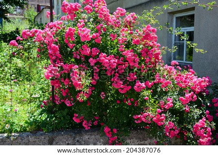 Climbing red rose bush in front of the house