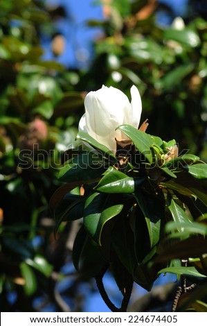 Magnolia grandiflora (Southern magnolia) foliage and flower