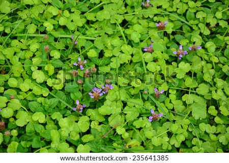 Green ground cover plants