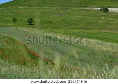Summer field landscape