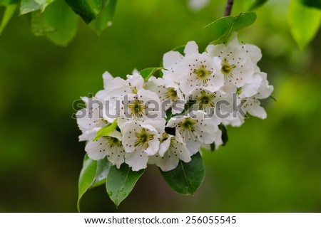 Pear blossoms
