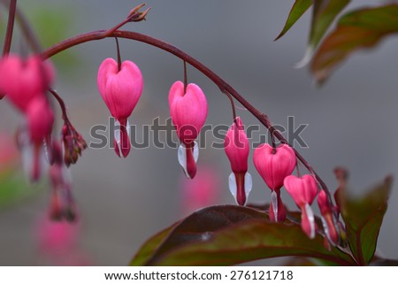 Bleeding heart flowers (Dicentra spectabils)