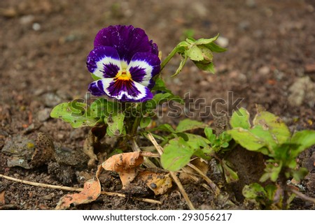 Viola tricolor (Wild pansy) blooming in the garden