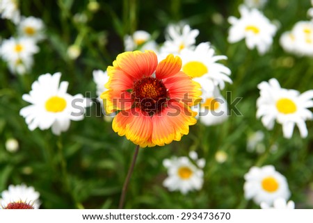 Gaillardia (Blanket Flower) in bloom