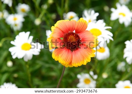 Gaillardia (Blanket Flower) in bloom