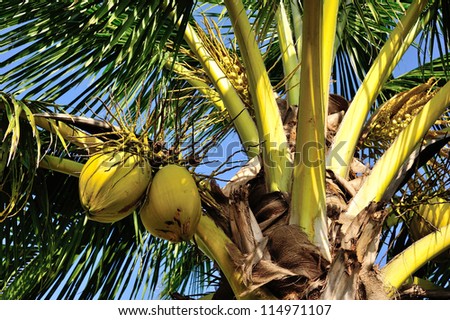 Green coconuts on coconut tree in Thailand
