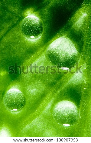 water drops on the back of a violet leaf