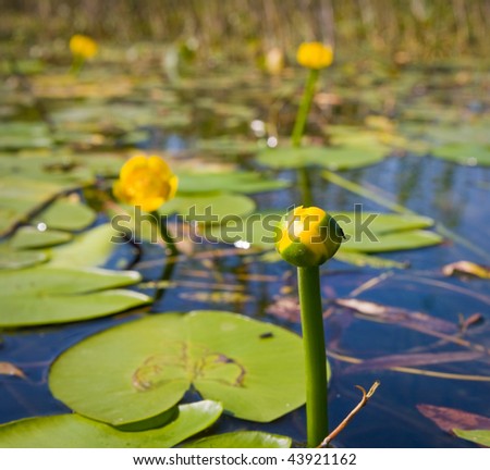 summer lake with water-lily flowers on dark water