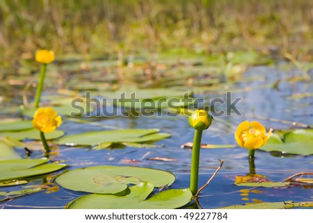 summer lake with water-lily flowers on dark water