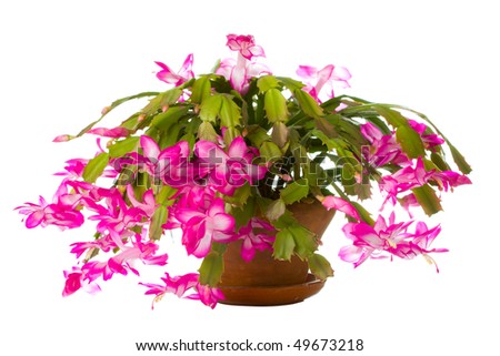 christmas cactus christmas cactus