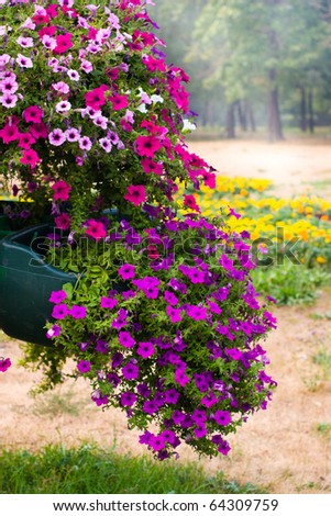 Flower Basket on Hanging Flower Basket Stock Photo 64309759   Shutterstock