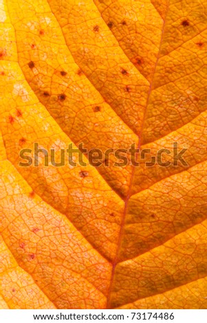 Structure of an autumn leaf.